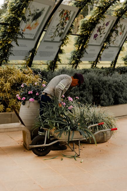 A gardener wearing a grey sweater, dark trousers, and a maroon cap bends over to tend to potted plants placed in a wheelbarrow filled with long, leafy green plants. The scene is set in an indoor garde